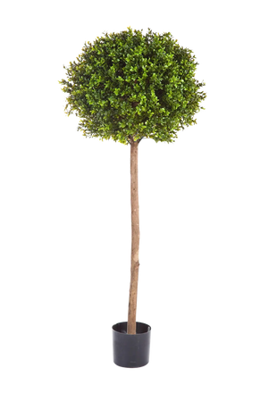 Hochwertiger Buchsbaum künstlich auf transparentem Hintergrund mit echt wirkenden Kunstblättern in natürlicher Anordnung. Künstlicher Buchsbaum - Rayan hat die Farbe Natur und ist 140 cm hoch. | aplanta Kunstpflanzen