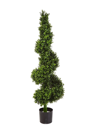 Hochwertiger Buchsbaum künstlich auf transparentem Hintergrund mit echt wirkenden Kunstblättern in natürlicher Anordnung. Künstliche Buchsbaum - Selina hat die Farbe Natur und ist 135 cm hoch. | aplanta Kunstpflanzen