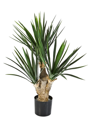 Hochwertige Kunstpalme auf transparentem Hintergrund mit echt wirkenden Kunstblättern in natürlicher Anordnung. Künstliche Yucca Palme - Stefan hat die Farbe Natur und ist 68 cm hoch. | aplanta Kunstpflanzen
