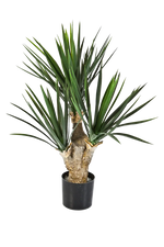 Hochwertige Kunstpalme auf transparentem Hintergrund mit echt wirkenden Kunstblättern in natürlicher Anordnung. Künstliche Yucca Palme - Stefan hat die Farbe Natur und ist 68 cm hoch. | aplanta Kunstpflanzen