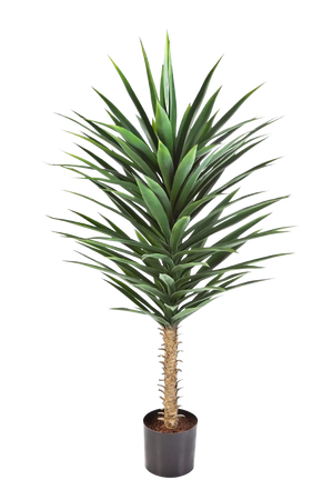 Hochwertige Kunstpalme auf transparentem Hintergrund mit echt wirkenden Kunstblättern in natürlicher Anordnung. Künstliche Yucca Palme - Sami hat die Farbe Natur und ist 130 cm hoch. | aplanta Kunstpflanzen