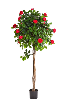 Künstlicher Kamelienbaum - Pelin auf transparentem Hintergrund mit echt wirkenden Kunstblättern in natürlicher Anordnung. Künstlicher Kamelienbaum - Pelin hat die Farbe Rot und ist 130 cm hoch. | aplanta Kunstpflanzen