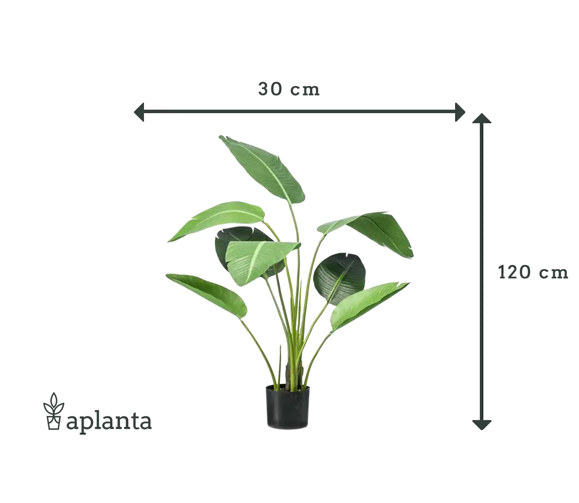 Kunst Strelitzia - Carl | 120 cm