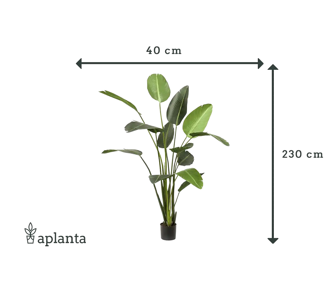 Kunst Strelitzia - Josephine | 230 cm