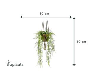Kunst hangende veer asperge - Jannis | 60 cm