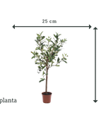 Olijfboom - Carina | 65 cm